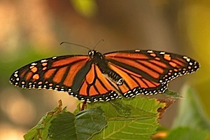 Monarch Butterfly